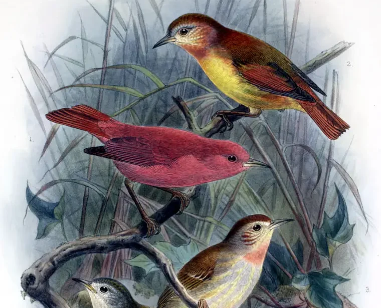 You are currently viewing Kākāwahie