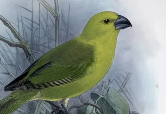 You are currently viewing Lesser koa finch