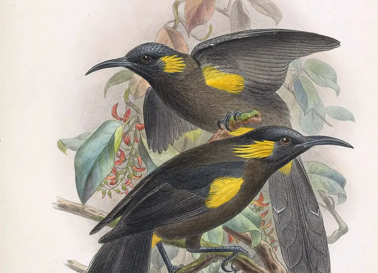 You are currently viewing Bishop’s ʻōʻō