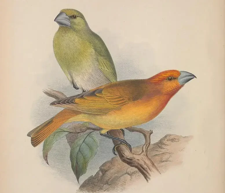 You are currently viewing Greater koa finch