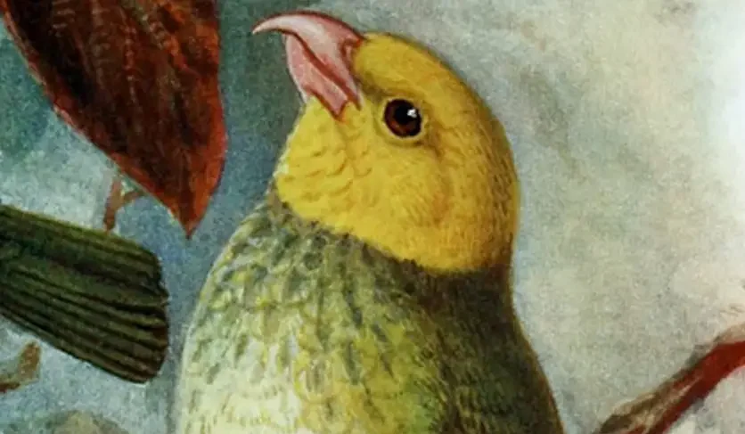You are currently viewing ʻŌʻū